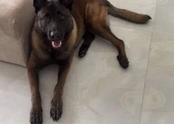 Grote zorgen bij Mart Hoogkamer tijdens zijn vakantie