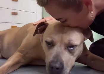 Monique Westenberg deelt verdrietig nieuws: mastceltumor