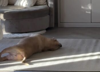 Emotionele update van Monique Westenberg raakt volgers