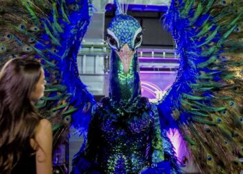 ‘De Pauw in The Masked Singer is bekend en het is geen onbekende’